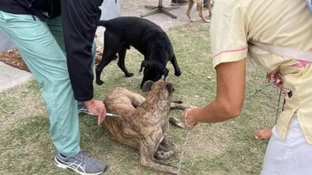 Realizarán operativo de salud animal en La Curva