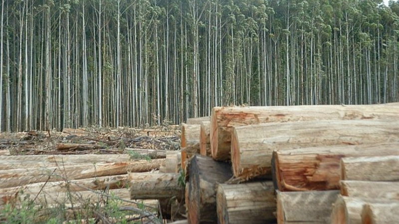 Se promulgó la derogación de la Ley de la Madera