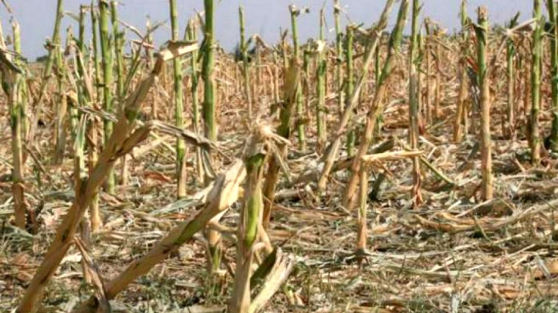 Proyecto para modificar la ley nacional de emergencia agropecuaria