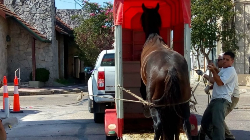 Continúan los operativos por los  caballos sueltos en la vía pública
