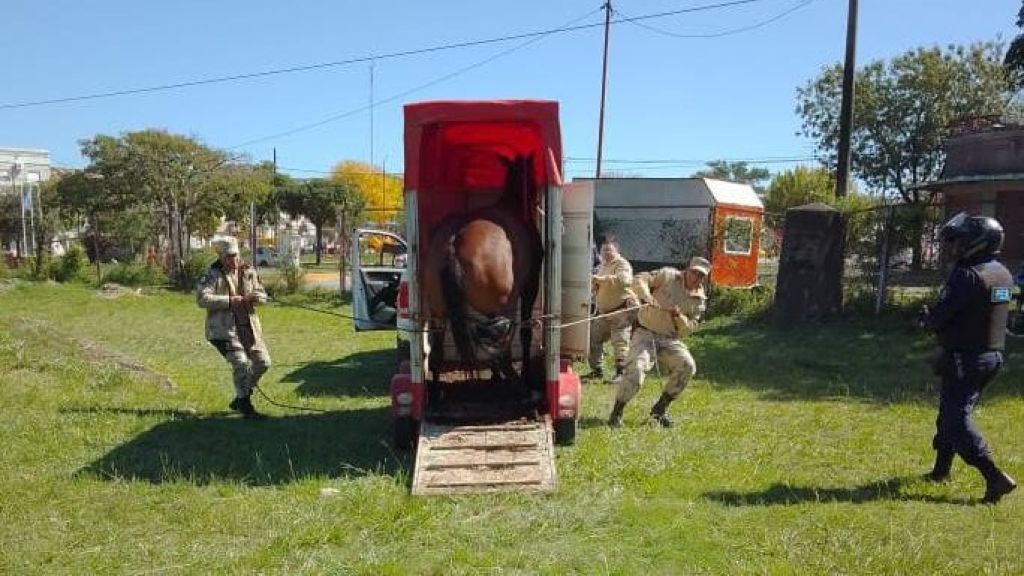 Ya son 113 los caballos retirados de las calles uruguayenses