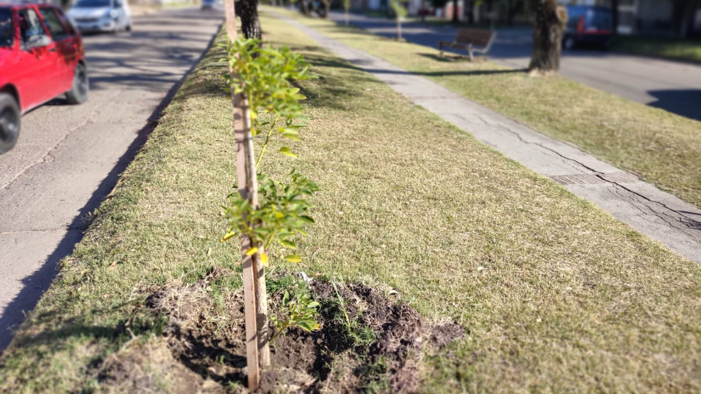 Más de mil árboles nuevos en Concepción del Uruguay