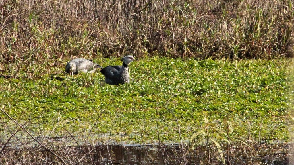 Club de Observadores de Aves en la Isla del Puerto