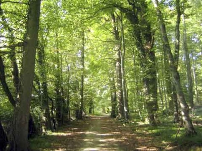 Rige el ordenamiento del Bosque Nativo