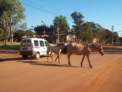 Piden que la Policía controle los animales sueltos en ruta