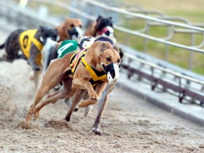 Carrera de perros: media sanción para su prohibición