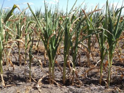 Buscan declarar la emergencia agropecuaria y un plan de ayuda al campo