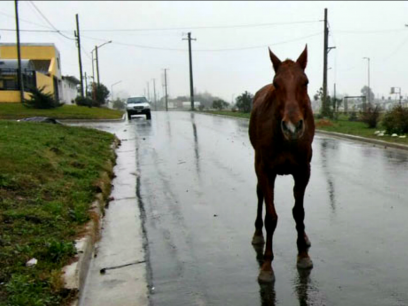 Vecinos de la zona oeste de Concepción del Uruguay enojados por los caballos sueltos