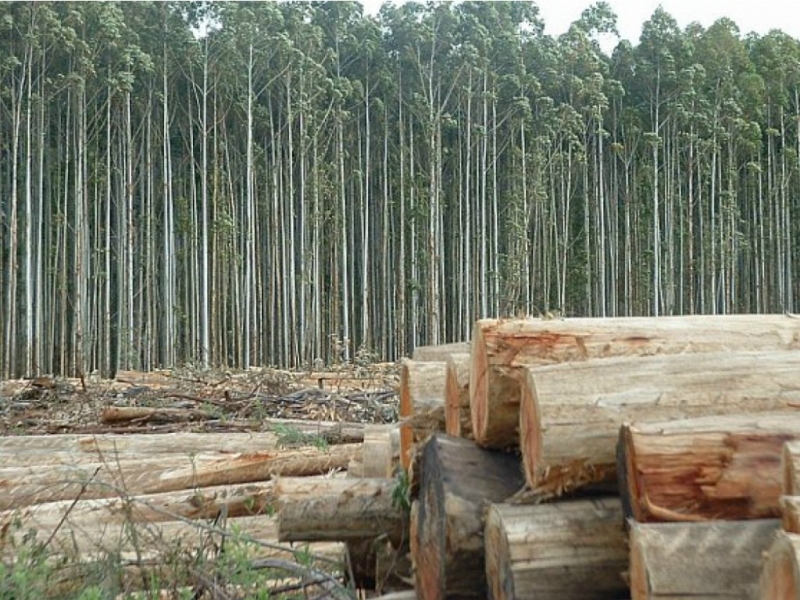 Cruces por el proyecto de Bordet para modificar la ley de Madera