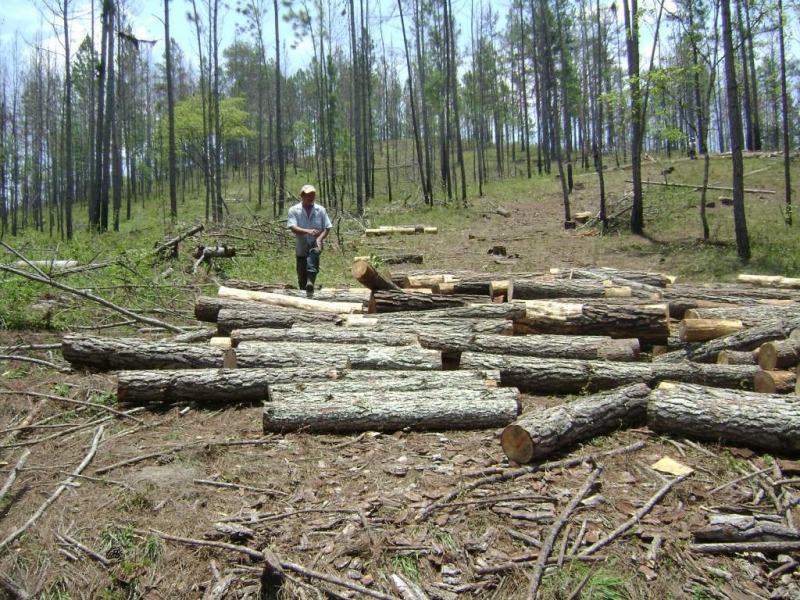 El GEN rechaza modificar la ley de Madera