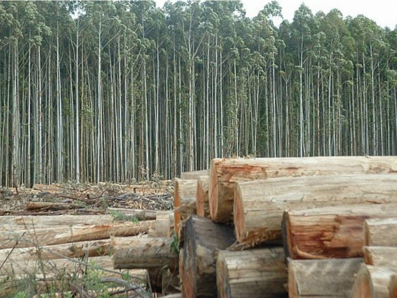 En Cambiemos tienen posturas distintas sobre la modificación de ley de la Madera